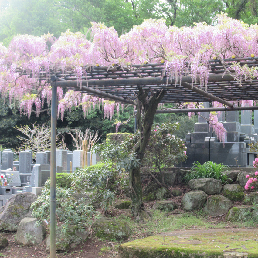 墓苑の風景 4