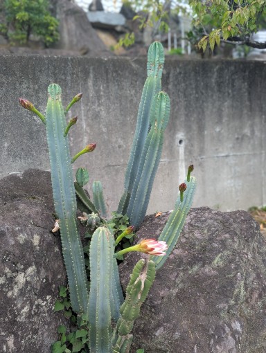 駐車場にサボテンの花